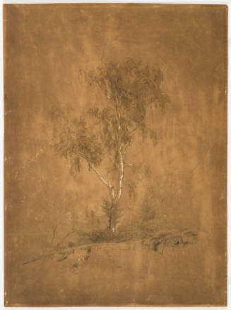 Study of Tree - at the Heidelburg Near Blankenburg