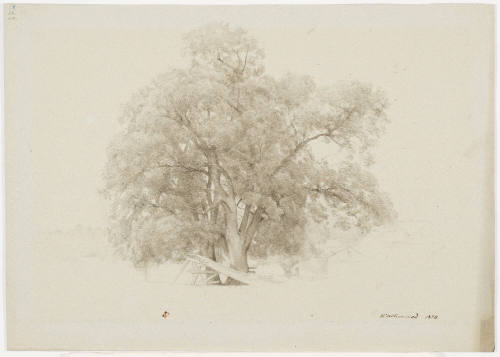 Two Trees and Houses