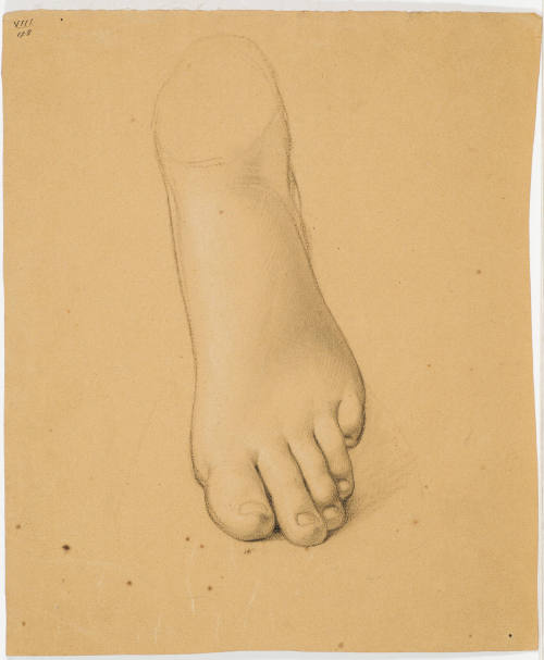 Female Foot