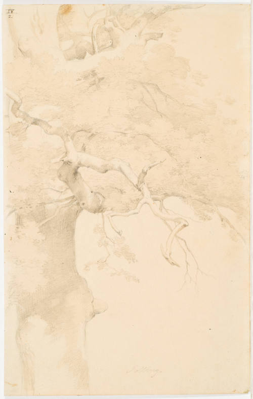 Study of a Tree