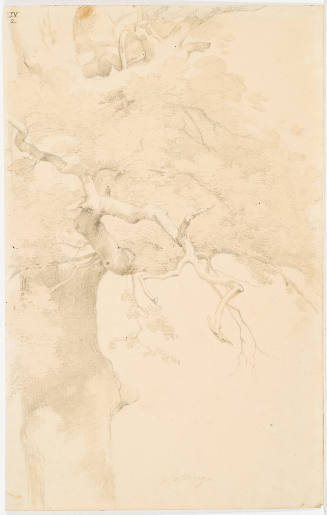 Study of a Tree