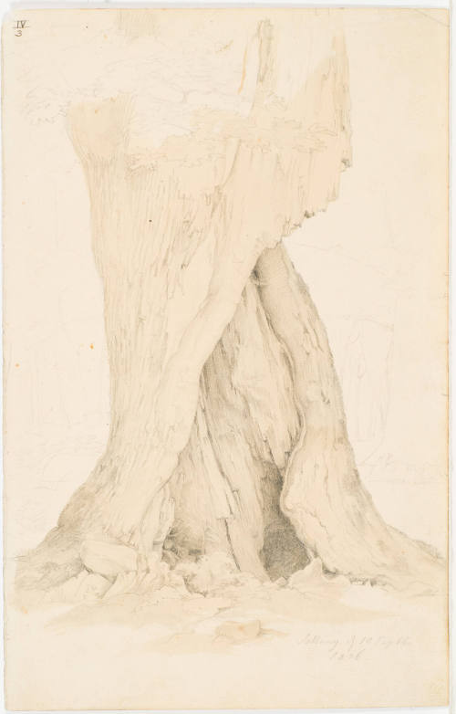 Old Oak Tree
