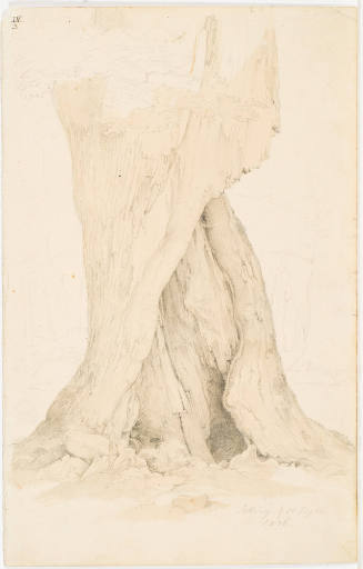 Old Oak Tree