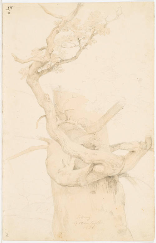 Tree Study