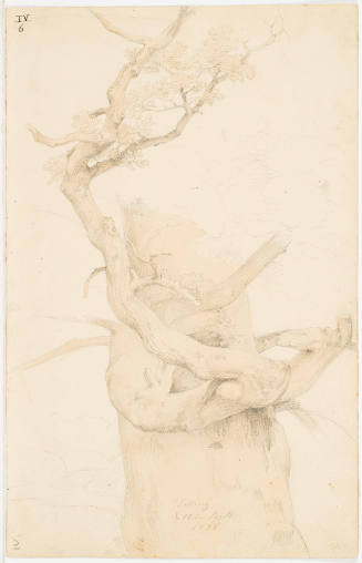 Tree Study