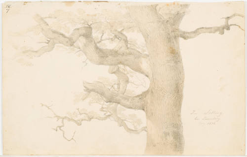 Study of an Oak