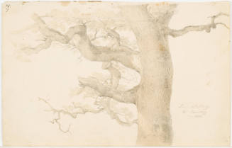 Study of an Oak