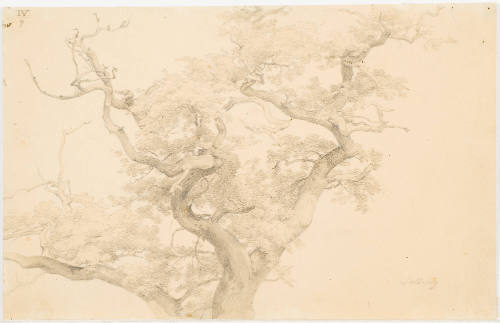 Crown of a Tree