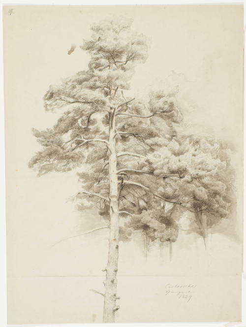 Study of a Fir