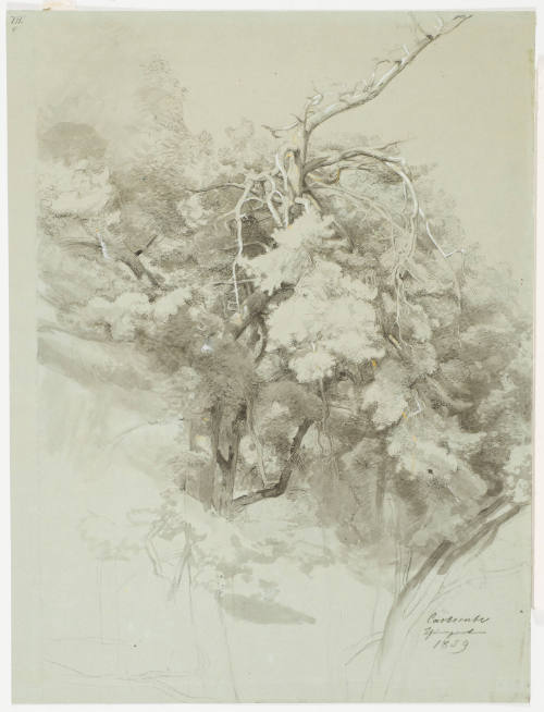 Tree Study