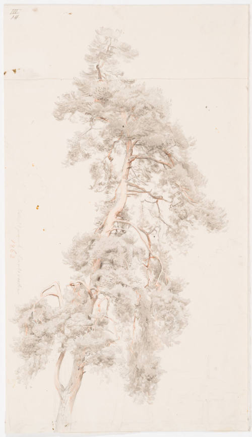 Study of a Fir