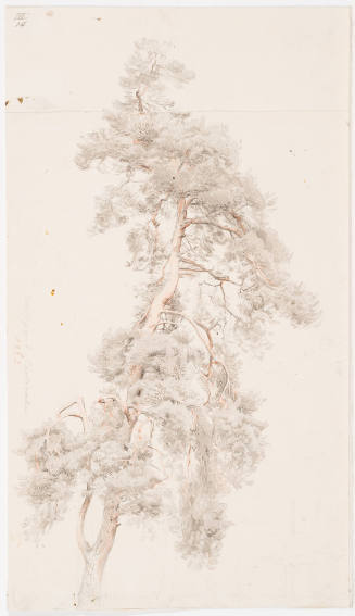 Study of a Fir