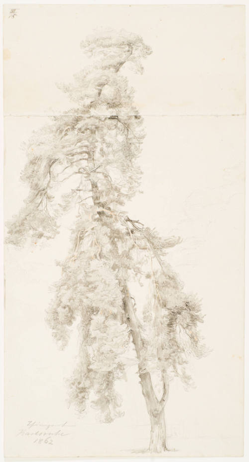 Tree Study