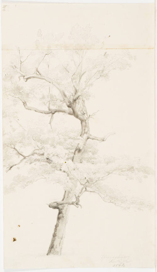 Study of a Tree