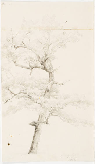 Study of a Tree