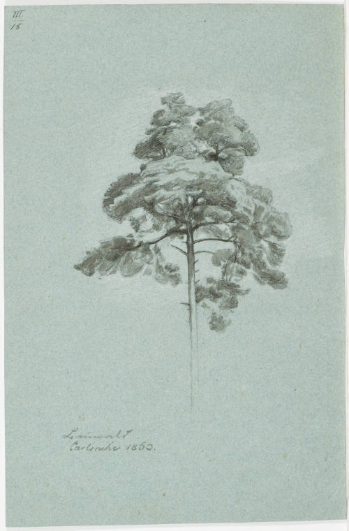Study of a Fir