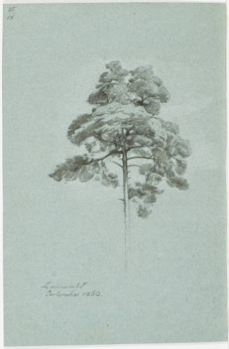 Study of a Fir