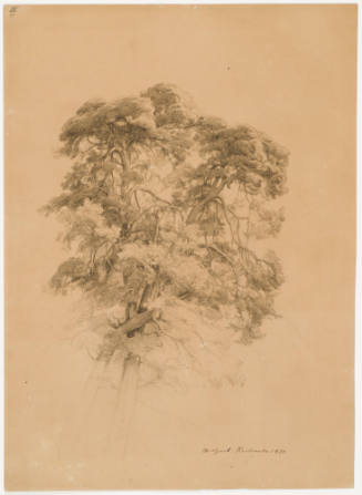 Study of a Conifer