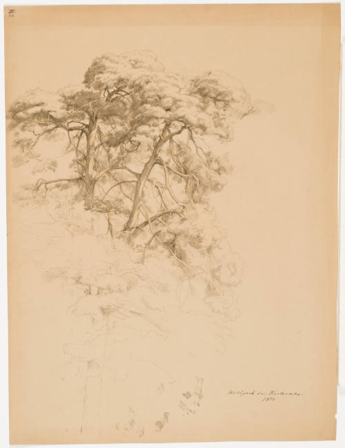 Study of a Fir