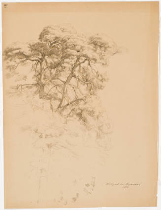 Study of a Fir