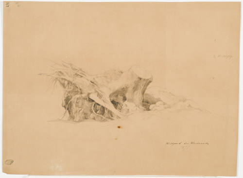 Study of a Treestump and Roots