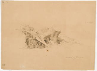 Study of a Treestump and Roots
