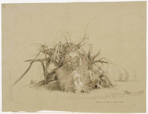 Tree Roots