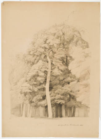 Group fo Deciduous Trees