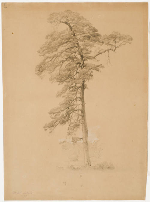 Study of a Fir Tree