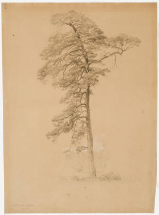 Study of a Fir Tree
