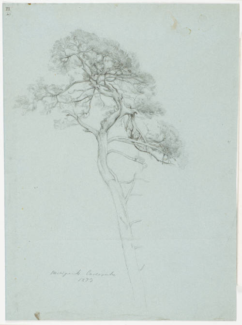 Study of a Coniferous Tree