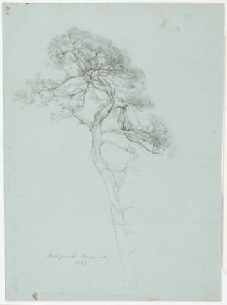 Study of a Coniferous Tree
