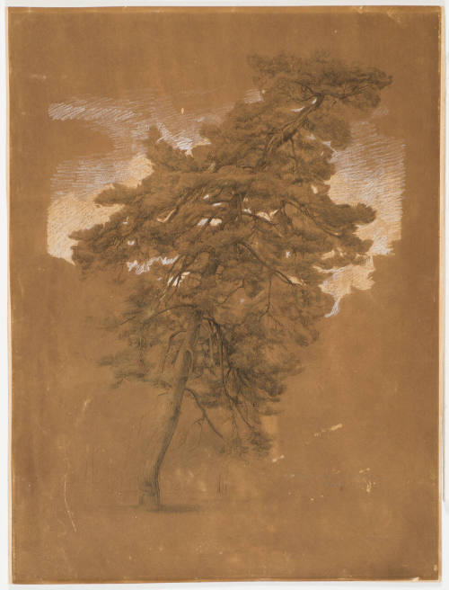 Study of Coniferous Tree