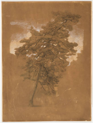 Study of Coniferous Tree