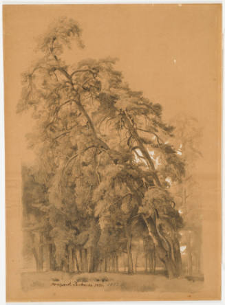 Group of Trees