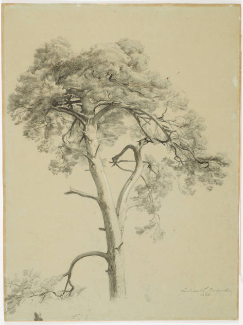 Study of Firs