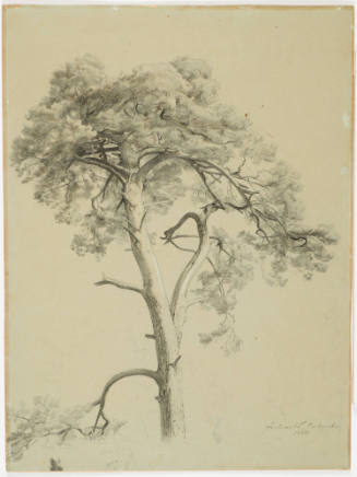 Study of Firs