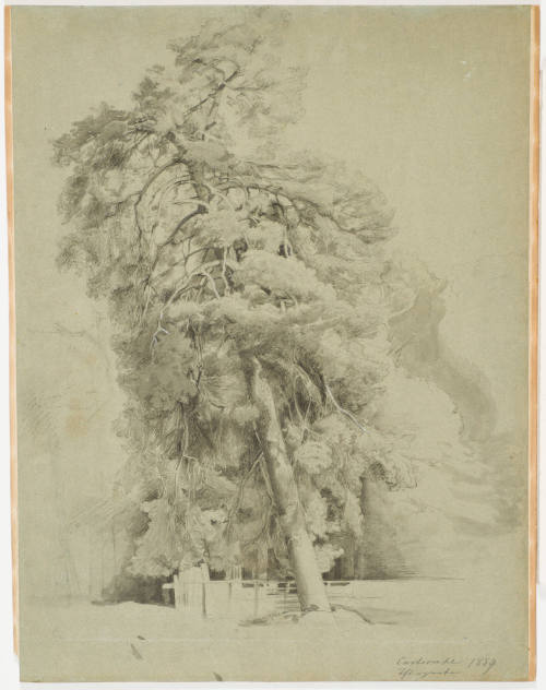 Study of Coniferous Trees
