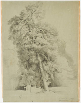 Study of Coniferous Trees