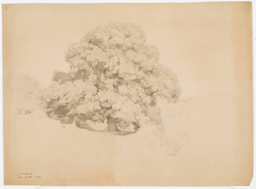 Study of  Tree