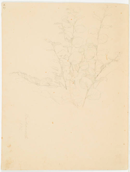 Study of Plant - Bachrach