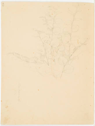 Study of Plant - Bachrach