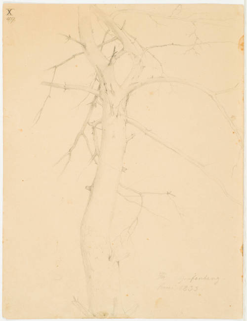Tree Study - Grafenberg