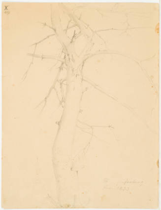 Tree Study - Grafenberg