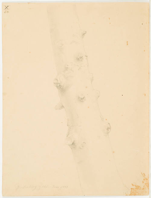 Study of a Tree Trunk - Grafenberg