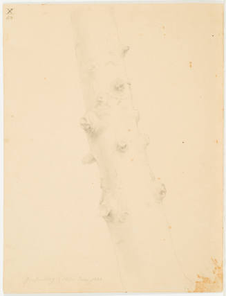 Study of a Tree Trunk - Grafenberg