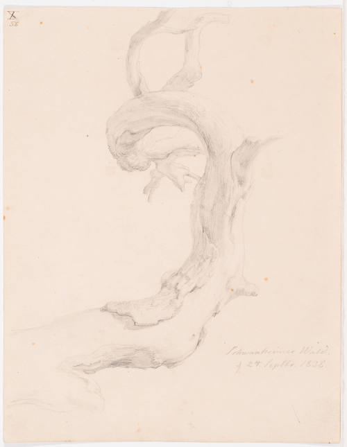 Study of a Branch - Schwanheimer Wald