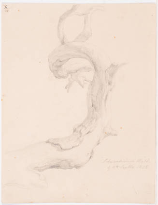 Study of a Branch - Schwanheimer Wald