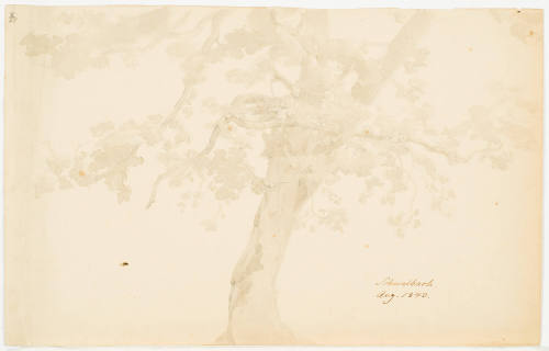 Study of a Tree - Schwalbach