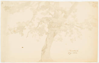 Study of a Tree - Schwalbach